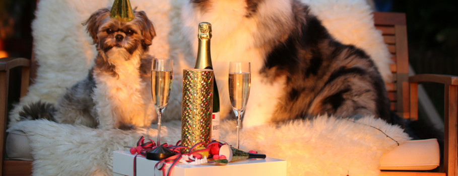 Год Свиньи 2019: время пить шампанское
