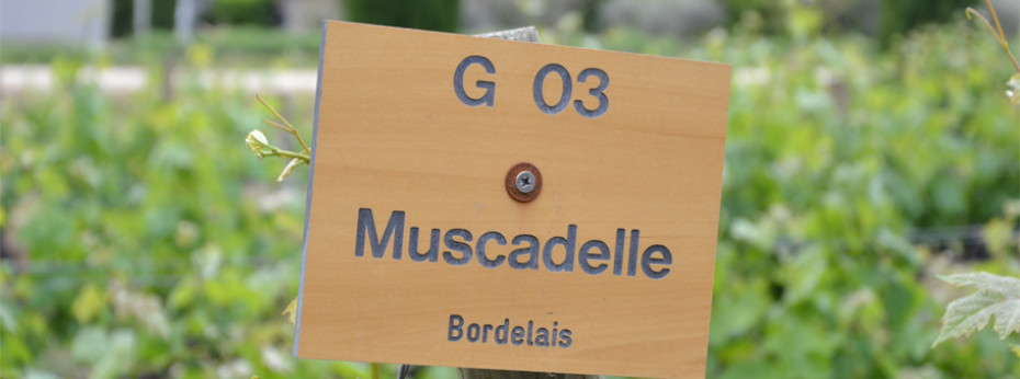 Мюскадель (Muscadelle) – бурям и ветрам наперекор…