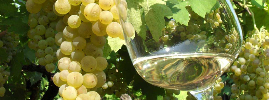 Гарганега – амбициозный сорт винограда, который всегда в тени!